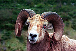 Big Horn Ram