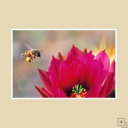 Bee In Cactus